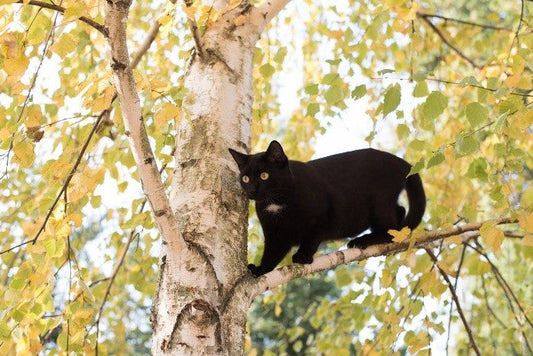 Enriquecimiento ambiental para gatos: bienestar, estimulación mental y prevención del estrés felino