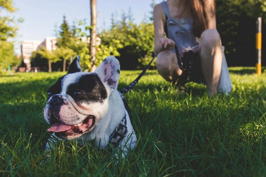Cómo elegir el collar o arnés adecuado para tu perro.