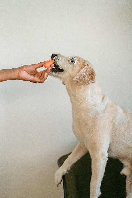 Snacks saludables para perros