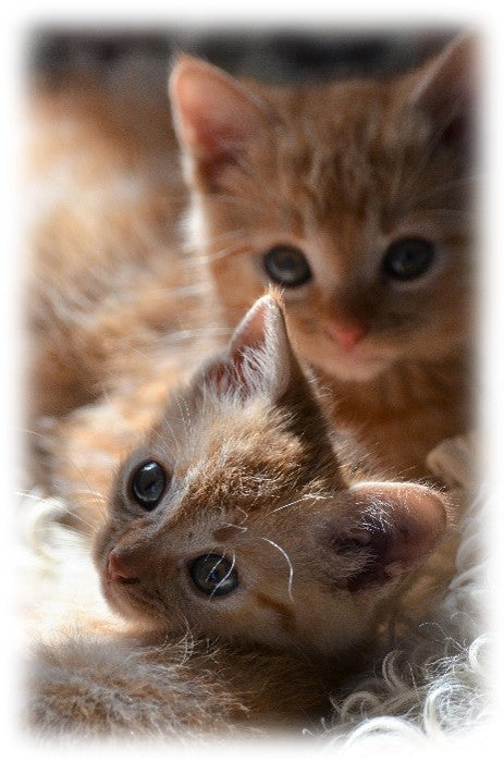 Problemas urinarios en gatos y alimentación