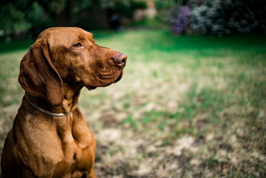 Cómo fortalecer el sistema inmunológico en perros.