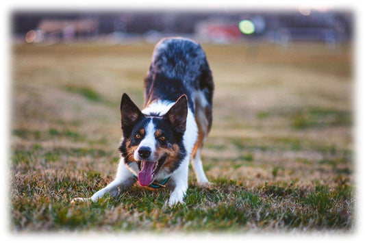 Salud articular en perros.