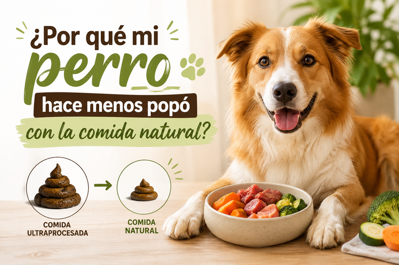 ¿Por qué mi perro hace menos popó con la comida natural?