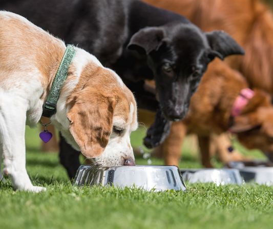 Verdades que debes conocer sobre el alimento seco para perros