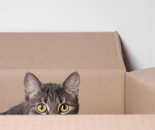 ¿Por qué a los gatos les gustan las cajas de cartón?
