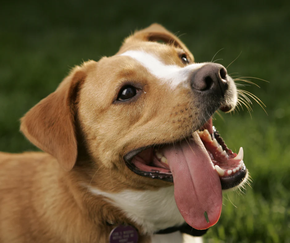 ¿Qué dice la lengua de mi perro sobre su salud?