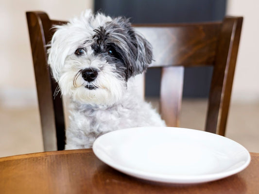 TRES CONSEJOS CLAVE para cambiar la comida de tu perri-hijo