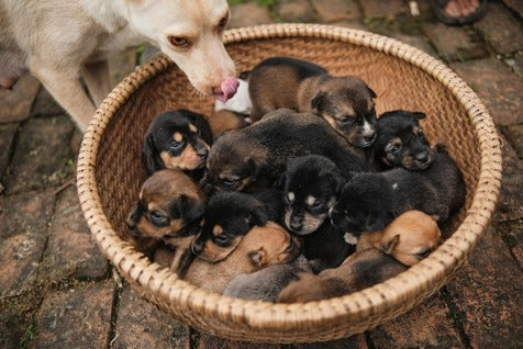 Mejor alimento para perros según su edad: guía completa para cachorros, adultos y senior