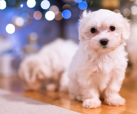 Consejos para cuidar a tu perro en Navidad y Año Nuevo