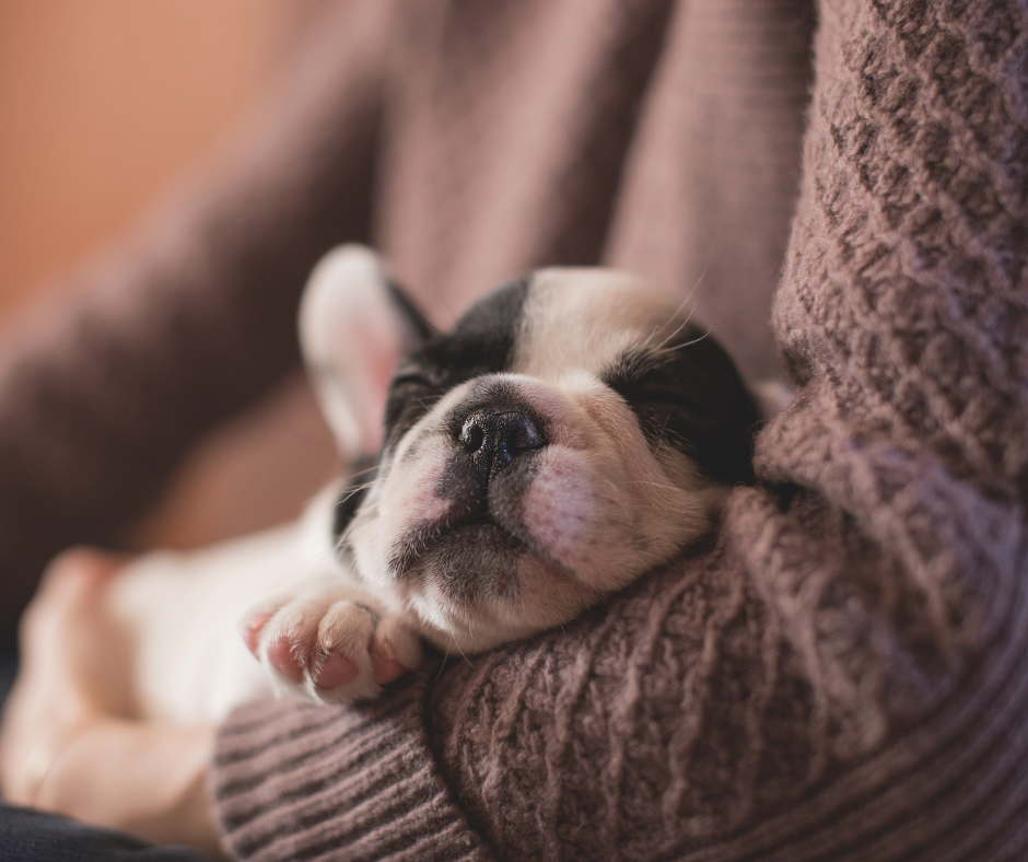 ¿A qué edad se puede separar a un cachorro de su madre?