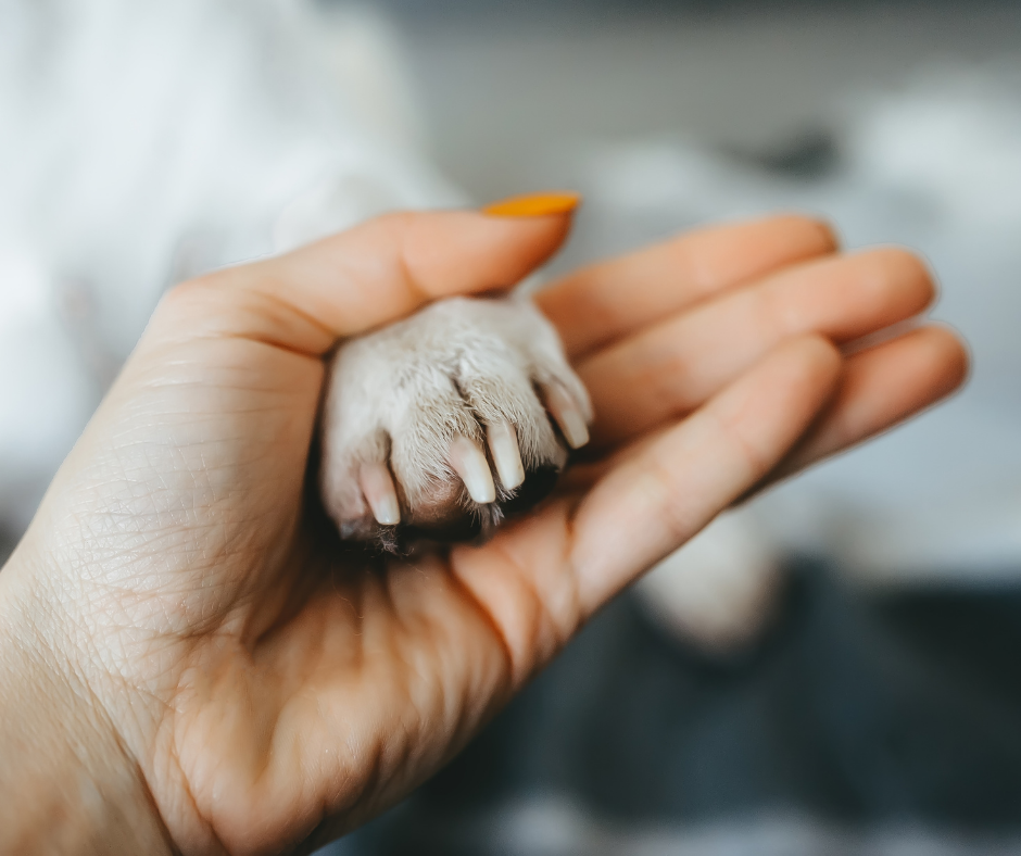¿Cómo superar el duelo de una mascota?