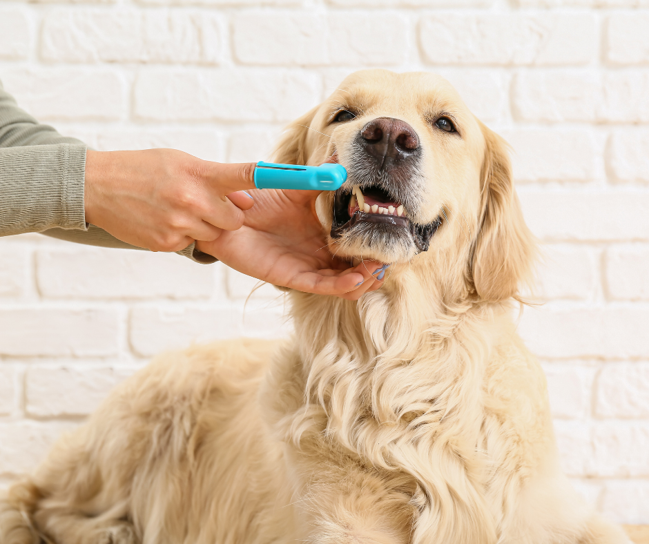 cepillado de dientes en perros