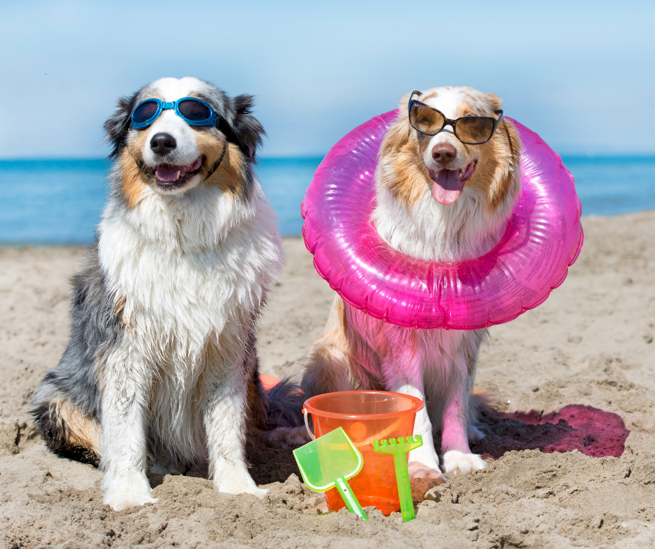 8 consejos para viajar con tu perro y disfrutar las vacaciones