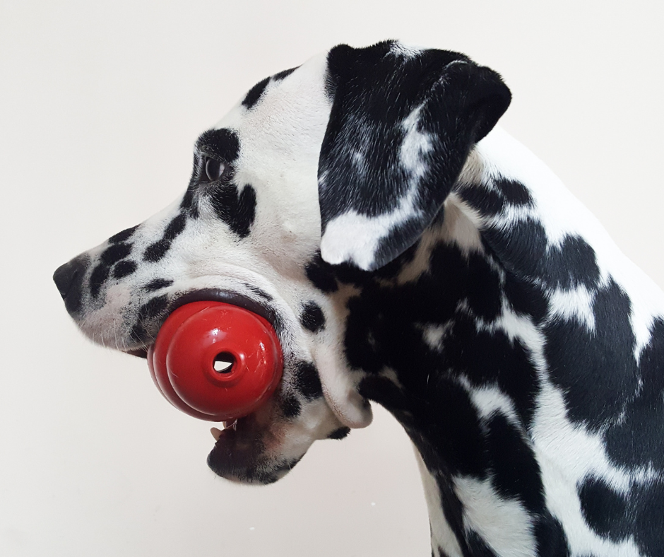 ¡Estos son los mejores juguetes para entretener a tu perro!