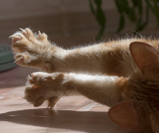 Desungulación en gatos: ¿Qué es y cuáles son sus consecuencias?