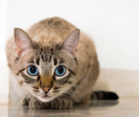 ¿Mi gato puede comer pasas? Te sorprenderá la respuesta