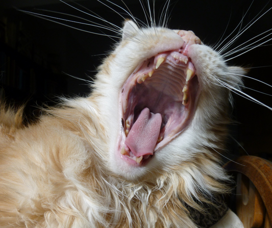 ¡Estos son las 5 enfermedades dentales más comunes en los gatos!