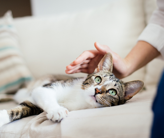 3 pilares fundamentales para el bienestar de los gatos