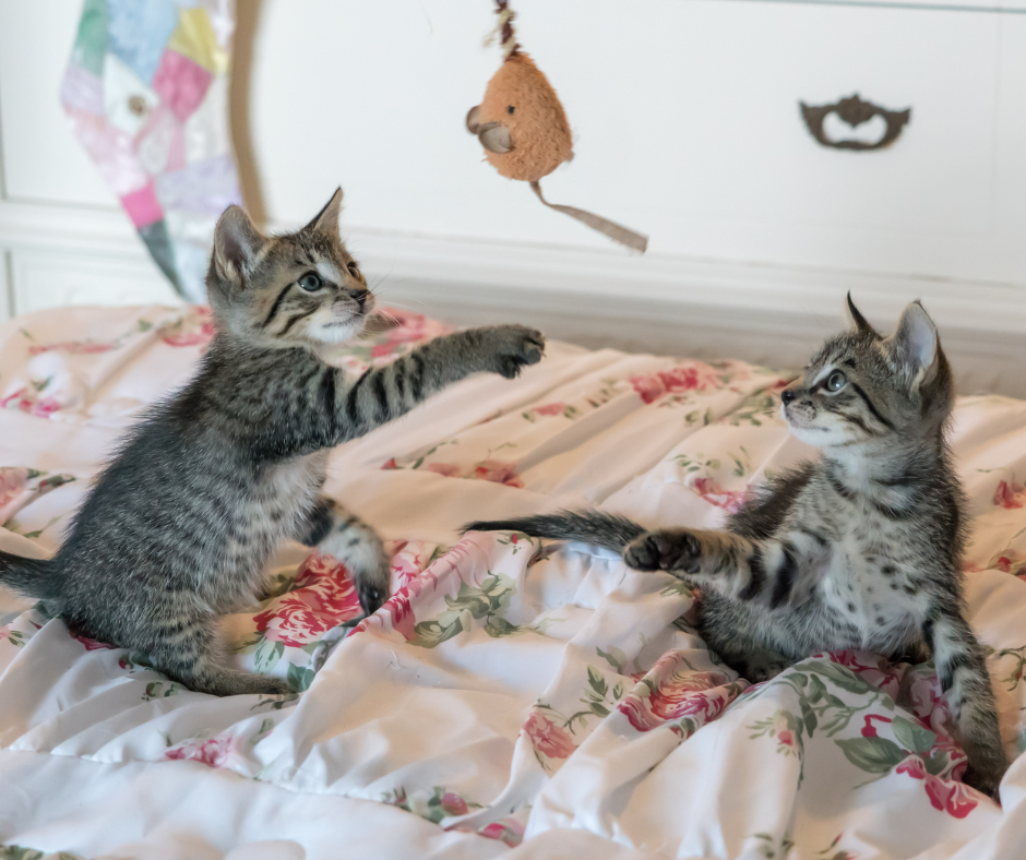 Enriquecimiento ambiental para gatos