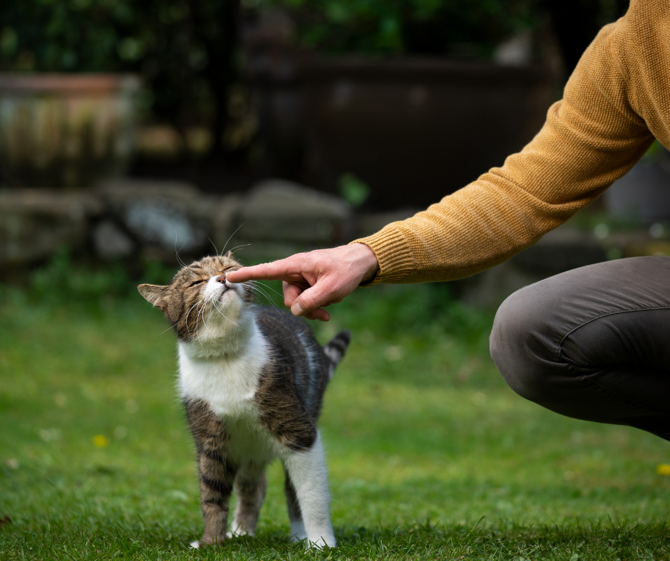 Si quieres que tu gato confíe en ti, NO hagas esto 👇🏻