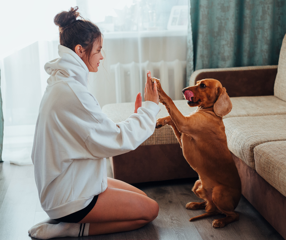¡Cumple tus propósitos de Año Nuevo junto a tu perro!