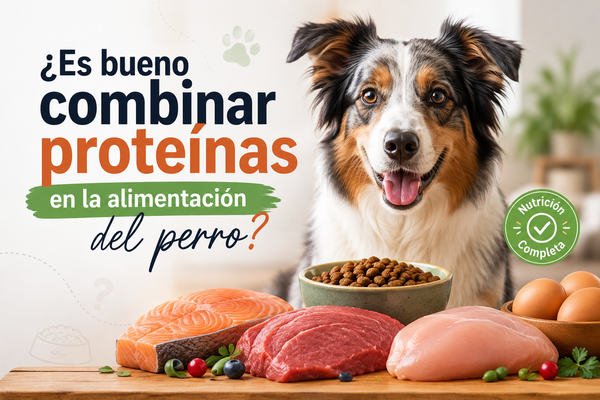 ¿Es bueno combinar proteínas en la alimentación del perro?