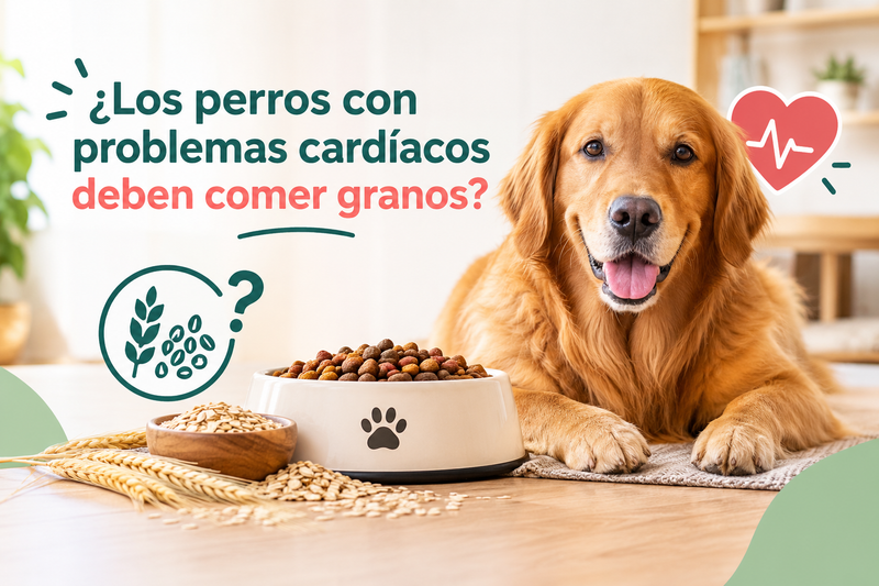 ¿Los perros con problemas cardíacos deben comer granos?