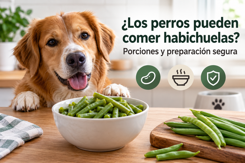 ¿Los perros pueden comer habichuelas? Porciones y preparación segura