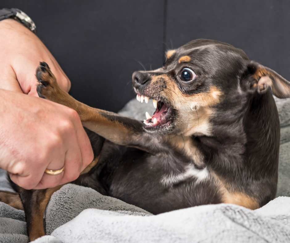 Estos factores pueden contribuir a la agresividad de tu perro