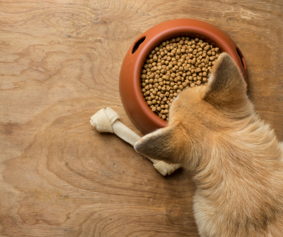Mitos sobre la comida seca para mascotas que debes conocer. ¡Infórmate!