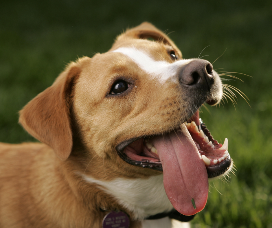 ¿Qué dice la lengua de mi perro sobre su salud?