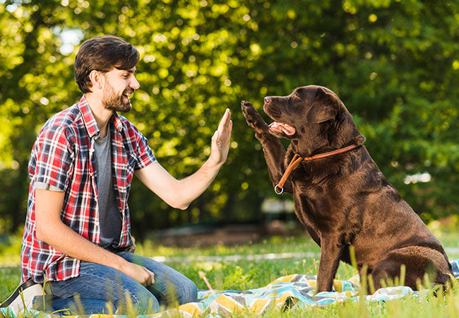 Alimentos prohibidos para Perros