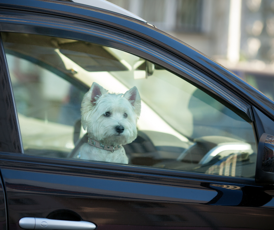 Los peligros de dejar a un perro dentro del carro