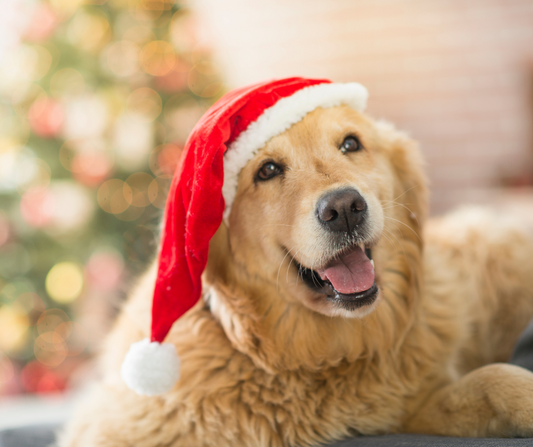 Nutri bites y PawTamales: ¡Los mejores snacks para compartir  con tu perro en Navidad!