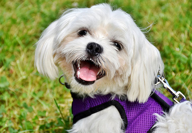 Consejos para pasear a tu Perro