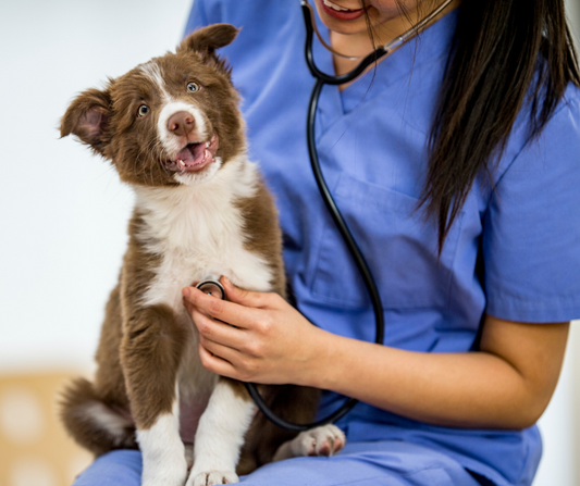 Prevenir es la mejor manera de evitar una emergencia veterinaria