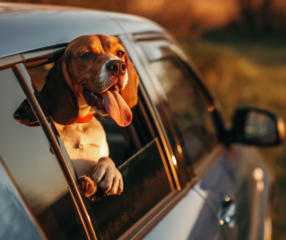 8 consejos para viajar en auto con tu perro