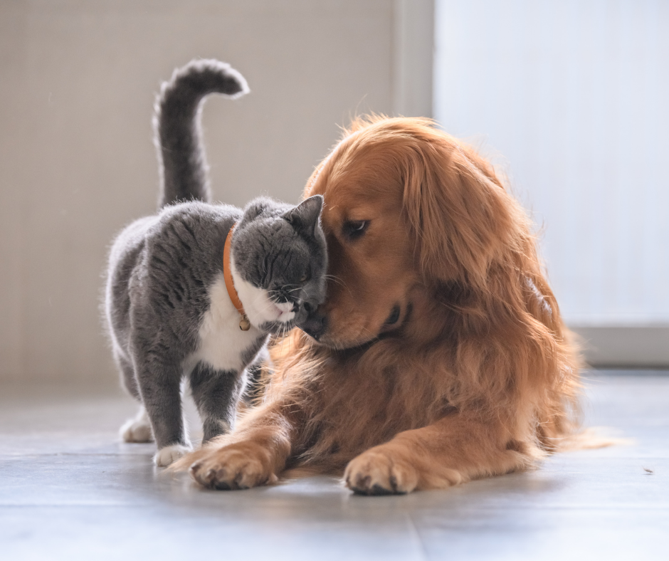 Estilos de comunicación entre perros y gatos