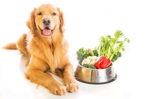 Vegetales recomendados para perros