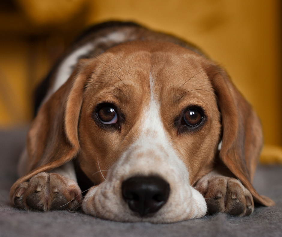 Signos de malestar estomacal en perros
