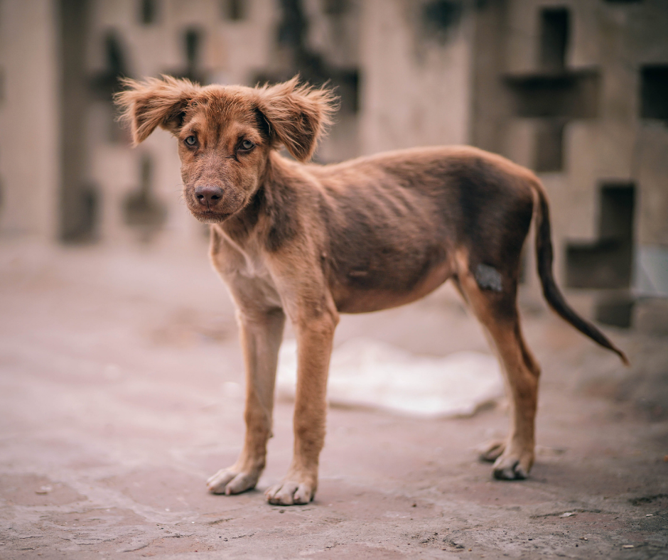 Encontré un animal abandonado o maltratado, ¿qué debo hacer?